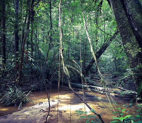Photo of Parc amazonien de Guyane (973) by Melanie Dinane