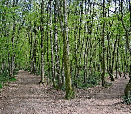 Photo of Forêt de Bouconne (31) by simonsterg