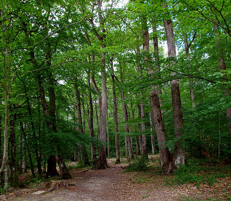 Photo of Forêt de Loches (37) by Daniel Jolivet